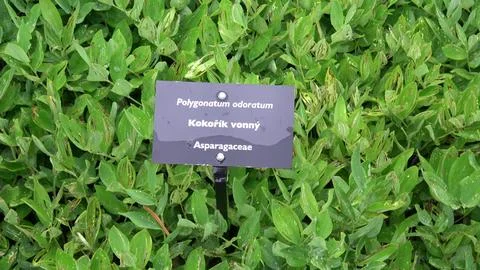 Polygonatum odoratum, angular Solomon's seal or scented Solomon's seal. Stock Photos