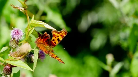 Polygonia butterfly eats nectar on a thistle flower. 動画素材 157625290