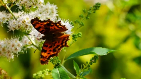 Polygonia butterfly eats nectar on a white flower. 스톡 동영상 157418890