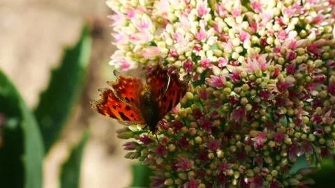 Polygonia butterfly on a flower eats nectar. Vídeo Stock 160486792