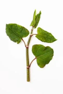 Polygonum cuspidatum plant on a white background Stock Photos
