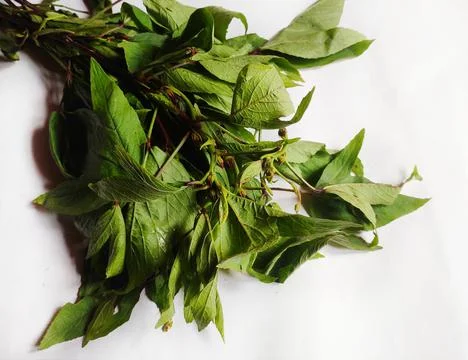 Polygonum microcephalum Stock Photos