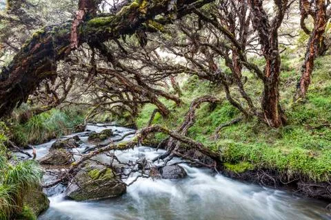 Polylepis forest Stock Photos