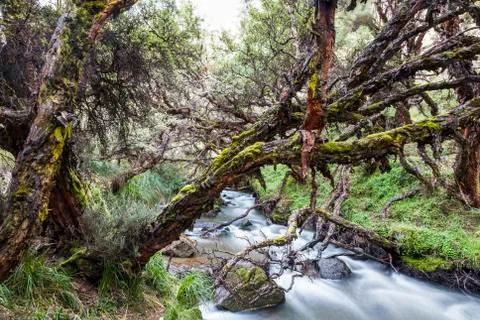 Polylepis forest Stock Photos