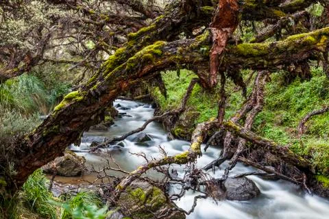 Polylepis forest Stock Photos