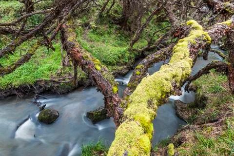 Polylepis forest Stock Photos