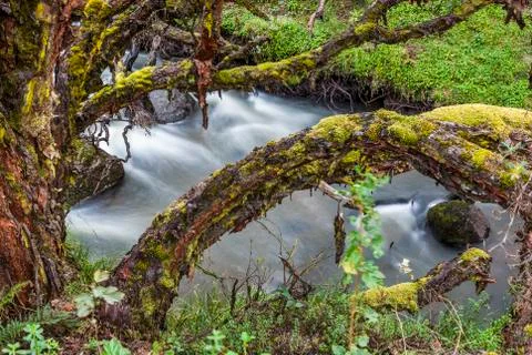 Polylepis forest Stock Photos