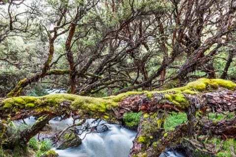 Polylepis forest Stock Photos