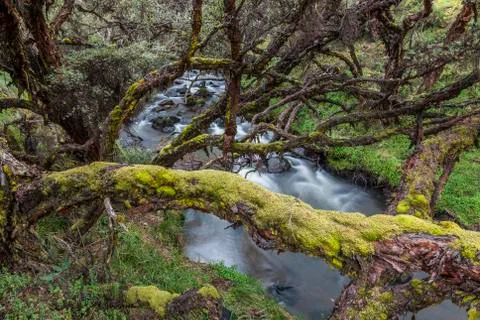 Polylepis forest Stock Photos