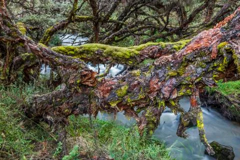 Polylepis forest Stock Photos