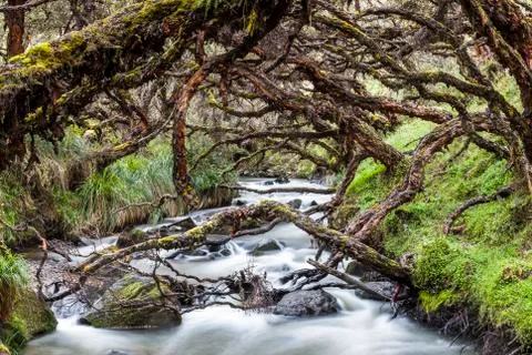 Polylepis forest Stock Photos