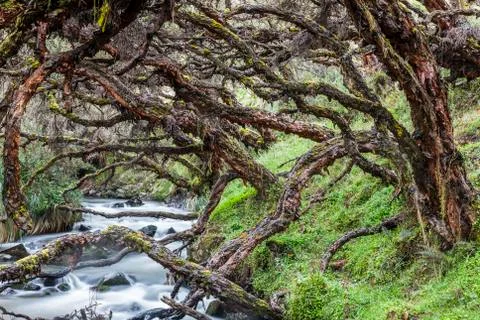 Polylepis forest Stock Photos