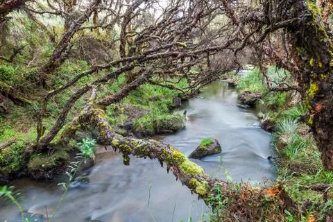Polylepis forest Stock Photos