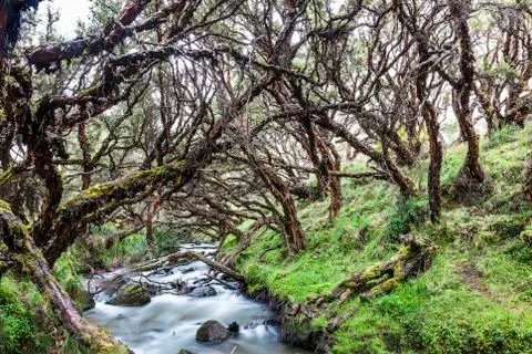 Polylepis forest Stock Photos