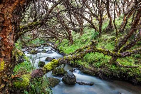 Polylepis forest Stock Photos