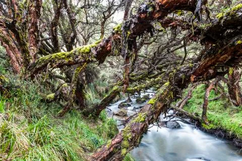 Polylepis forest Stock Photos