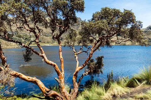 Polylepis tree or Paper tree at the lake coast Foto stock