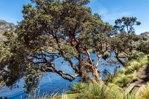 Polylepis tree Stock Photos
