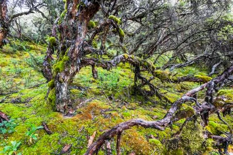 Polylepis Trees Stock Photos