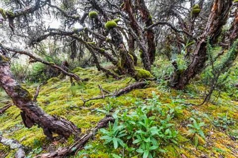 Polylepis Trees Stock Photos