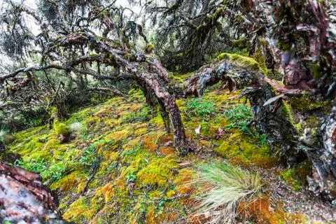 Polylepis Trees Stock Photos