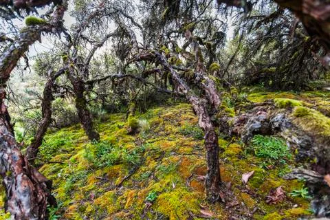 Polylepis Trees Stock Photos