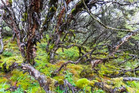 Polylepis Trees Stock Photos