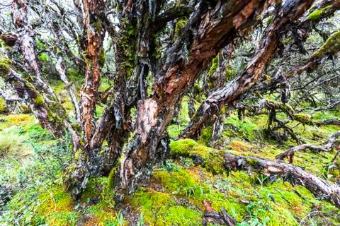 Polylepis Trees Stock Photos