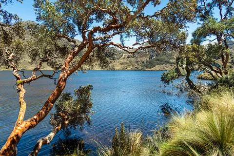 Polylepis trees Stock Photos