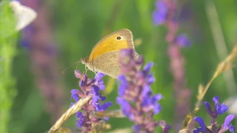 Polyommatinae butterfly, blues Stock Footage 91770904