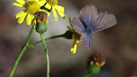 Polyommatus icarus common blue butterfly on a senecio inaequidens or narrow Stock Footage 309739999
