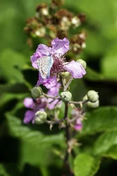 A Polyommatus icarus Stock Photos