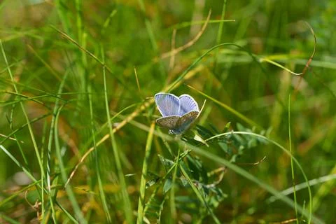 Polyommatus icarus Stockfoto's