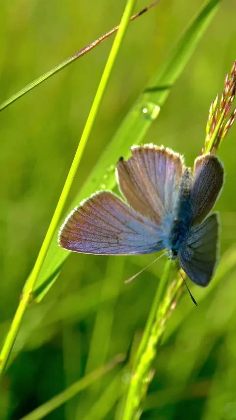Polyommatus semiargus, butterfly on a blade of grass Stock Footage 246590677