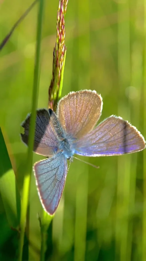 Polyommatus semiargus, butterfly on a blade of grass Stock Footage 246590679
