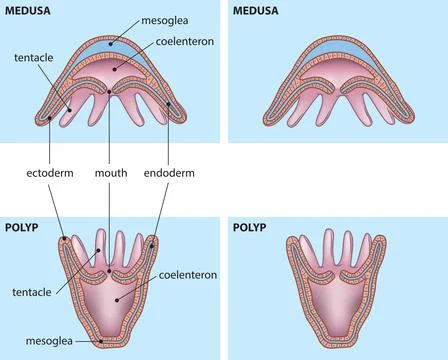 Polyp and medusa Stock Illustration