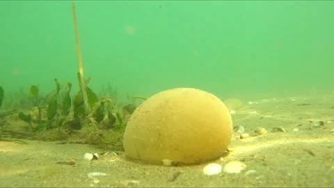 Polyp Jellyfish at Mar Menor attached to ground Vídeos de archivo 133893736