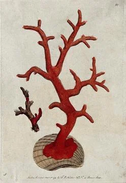 A polypary with a polyp. Coloured etching. Stock Illustration