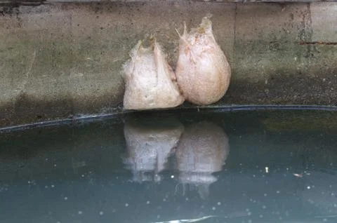 Polypedates frog eggs Stock Photos