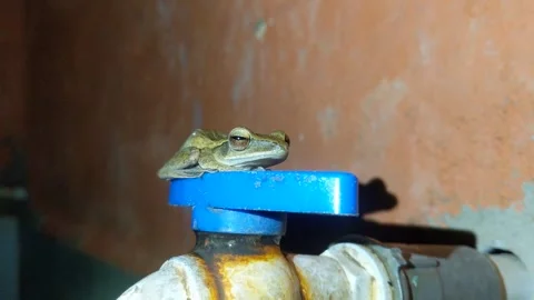 Polypedates frog Stock Footage 282228967