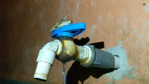 Polypedates frog Stock Footage 282228971