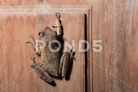 Polypedates leucomystax on wood flooring. Stock Photos