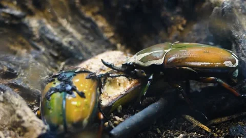 Polyphemus beetle (Mecynorhina polyphemus) Video stock 175477144
