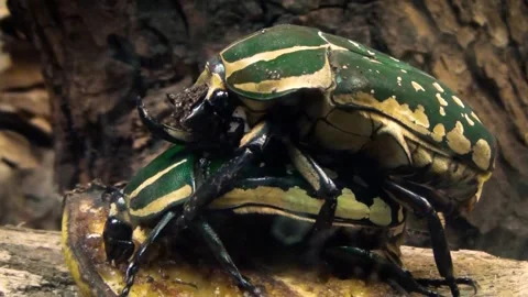 Polyphemus beetle (Mecynorhina polyphemus) Stock Footage 259110512