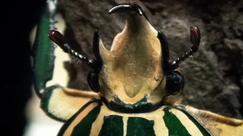 Polyphemus beetle (Mecynorhina polyphemus) Video stock 259164777