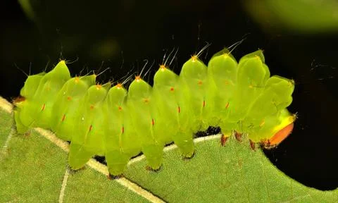 Polyphemus Caterpillar Foto stock