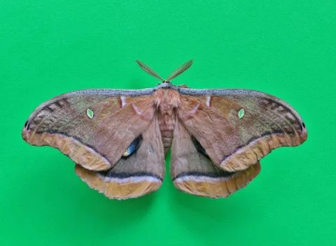 Polyphemus moth from above Foto stock