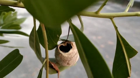 Polyphemus Moth (Antheraea polyphemus) Cocoon-HD(4k) Video stock 221499914