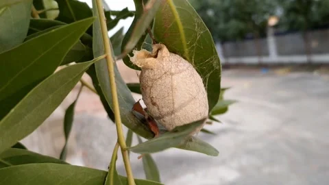 Polyphemus Moth (Antheraea polyphemus) Cocoon-HD(4k) Stock Footage 221500304