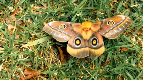 Polyphemus moth with beautiful patterns sitting on grass, seemingly Video stock 129809170